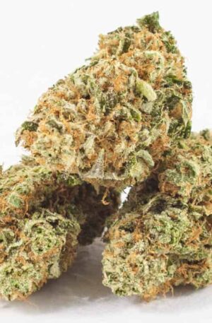 Citrus Sunshine Haze Strain