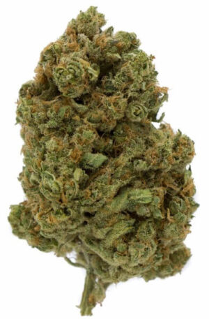 Divina Obscura CBD Strain UK