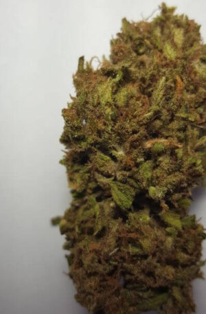 Gorilla Dawg Strain