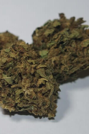 Harley-Tsu CBD Weed Strain UK