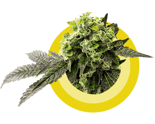 Buy Weed Edibles Online UK