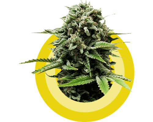 Buy Weed Edibles Online UK