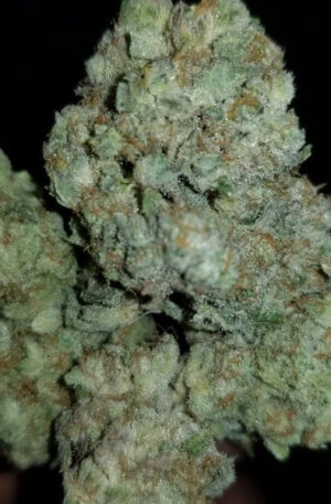 Papayahuasca Cannabis Strain UK