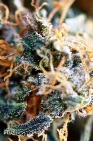 R-4 CBD Marijuana Strain UK