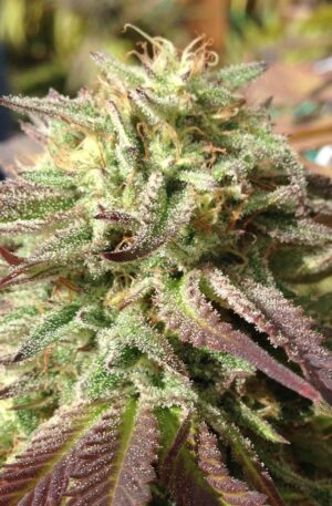 Sasquatch CBD Weed Strain UK